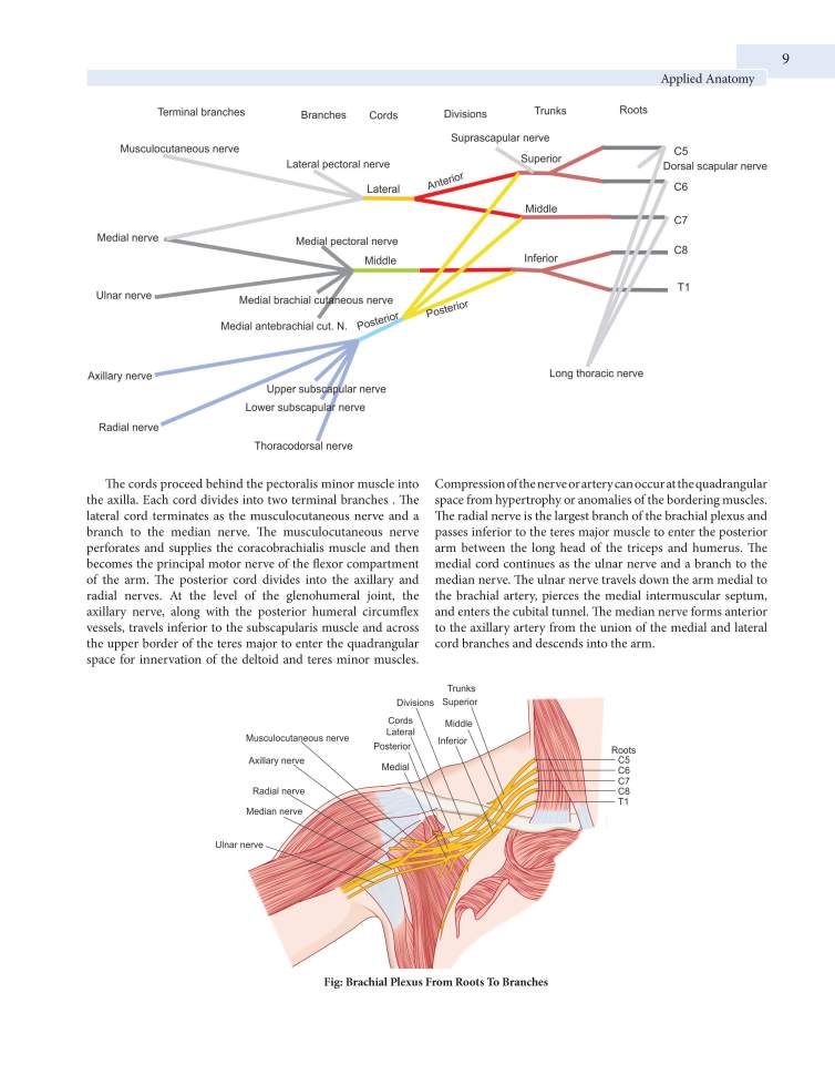 The Orthopedic Theory Examination Book – Conceptual Orthopedics